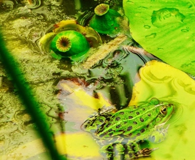 Auge der Natur