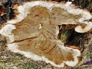 Baumseele
