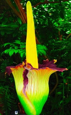 Titanenwurz Botanischer Garten Köln